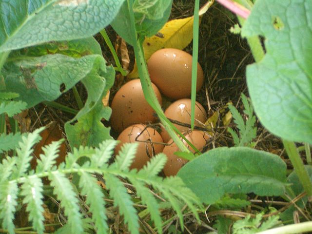 Organic Eggs laid by Free Range Chicken