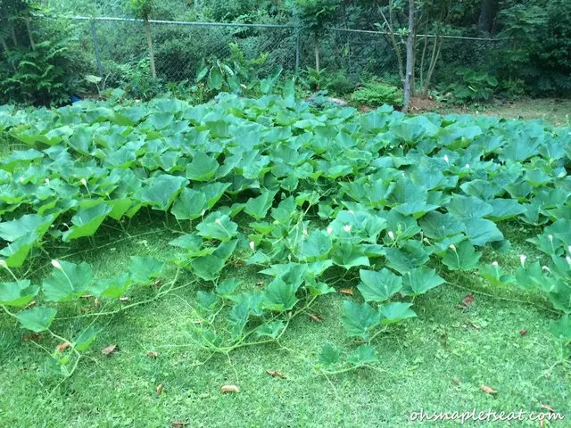 A Visit to an Organic Chinese Vegetable Garden