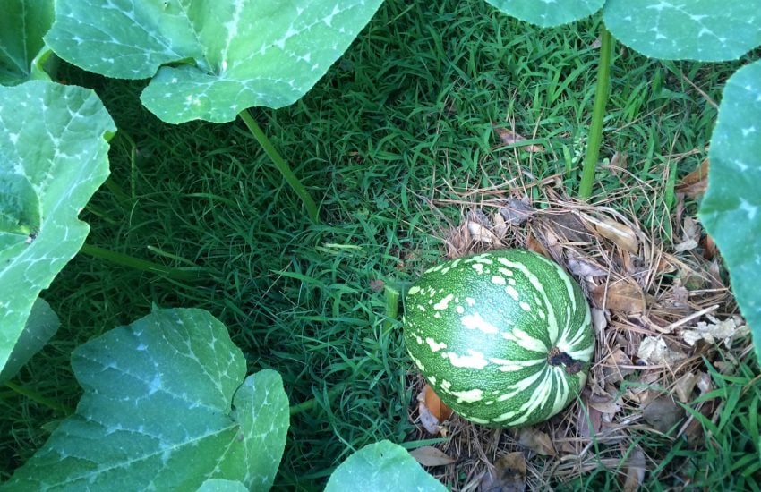 pumpkin