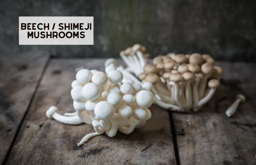 Different Types of Mushrooms