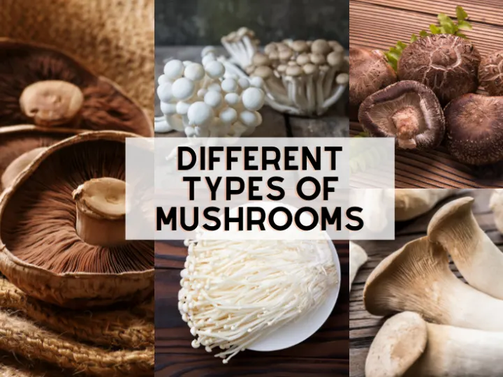 Different Types of Mushrooms (and Recipes!)